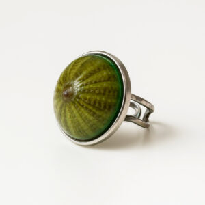 "Erizo verde"